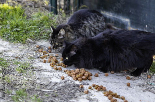 Cats eating in the street