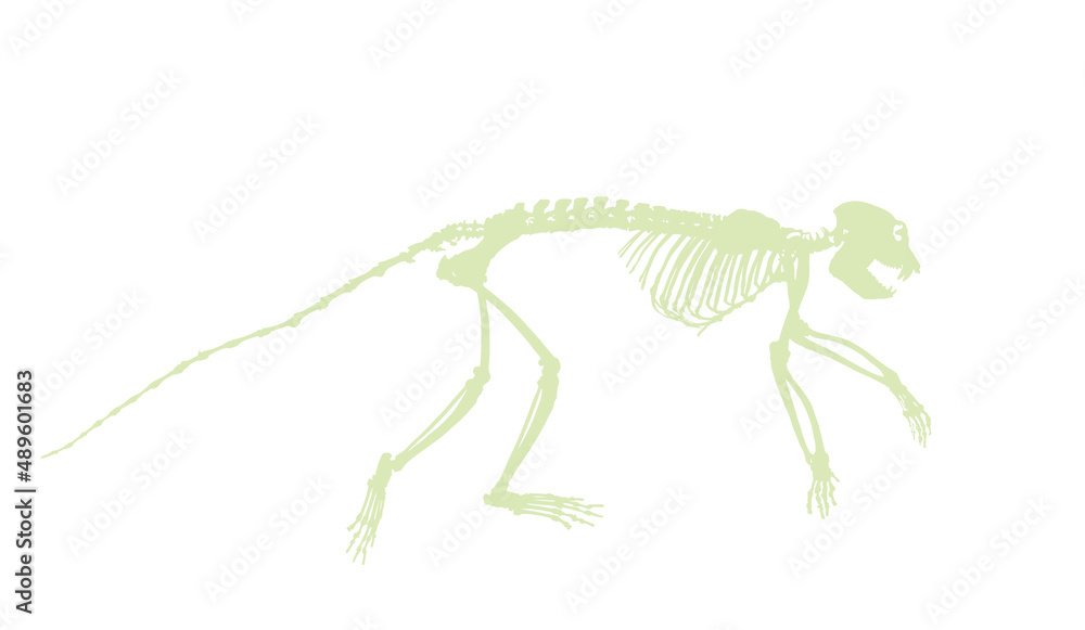 Guereza Colobus monkey skeleton vector silhouette illustration isolated on white background. Primate fossil symbol in museum of science and biology. Guereza Colobus monkey skeleton vector silhouette illustration isolated on white background. Primate fossil symbol in museum of science and biology.