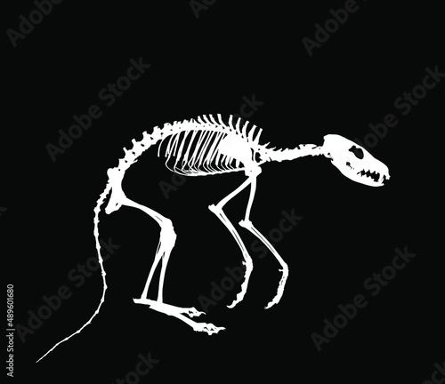 Fox skeleton vector silhouette illustration isolated on black background. Predator fossil symbol in museum of science and biology. Vulpes sign shape. Dog skeleton silhouette.