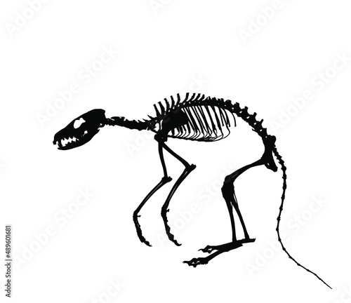 Fox skeleton vector silhouette illustration isolated on white background. Predator fossil symbol in museum of science and biology. Vulpes sign shape. Dog skeleton silhouette.