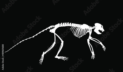 Guereza Colobus monkey skeleton vector silhouette illustration isolated on black background. Primate fossil symbol in museum of science and biology.