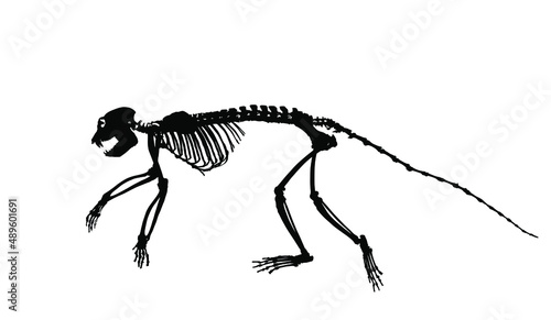 Guereza Colobus monkey skeleton vector silhouette illustration isolated on white background. Primate fossil symbol in museum of science and biology.