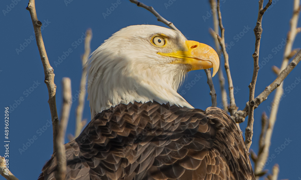 Obraz premium Portrait of Bald Eagle