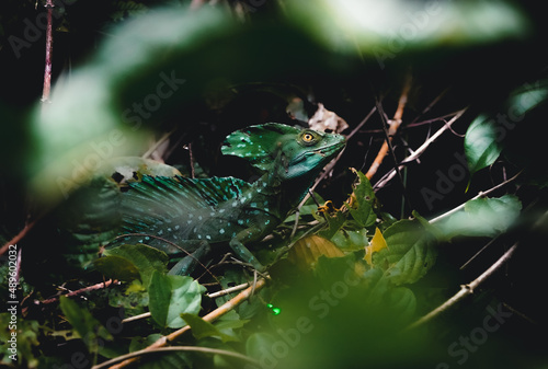 Jungles of Costa Rica