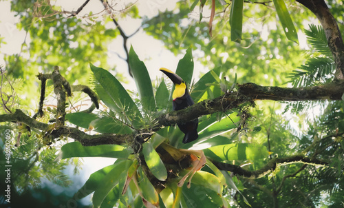 Jungles of Costa Rica