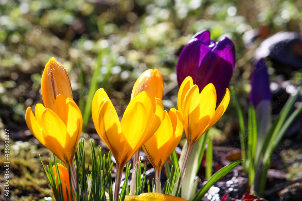 spring crocus flowers