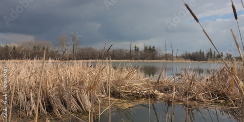 Reeds on the lake