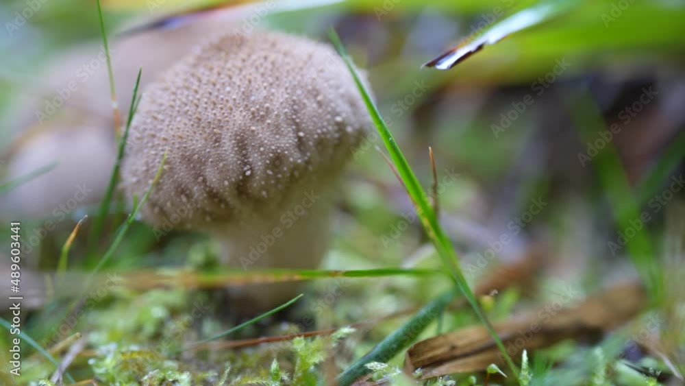 Close up detail of mushroom catching dew at dawn Close up detail of mushroom catching dew at dawn