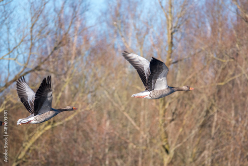  close up of a flying greylag goose