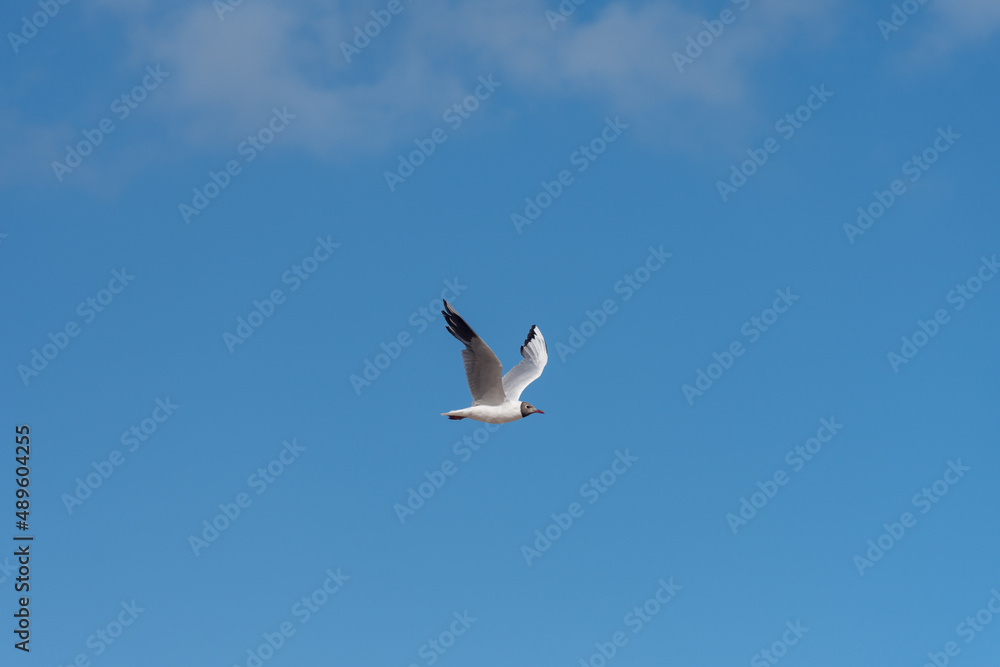 Seagull flying isolated in the sky.