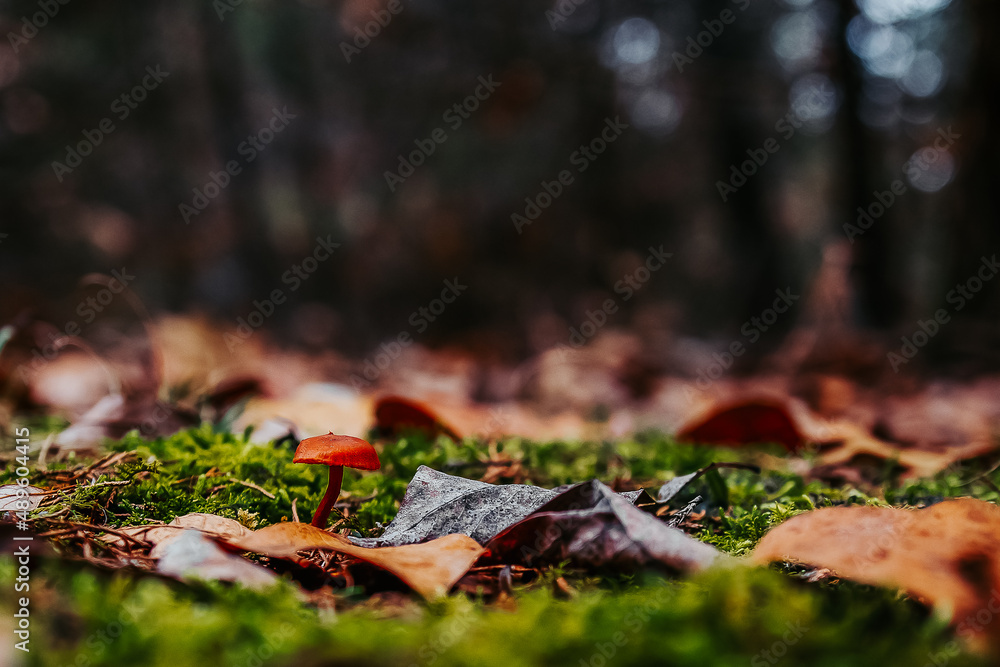 autumn leaves on the ground in the forest with moss and a mushroom autumn leaves on the ground in the forest with moss and a mushroom