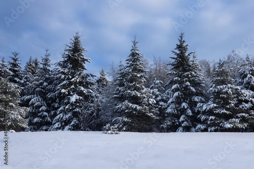 Winter Trees © Elizabeth