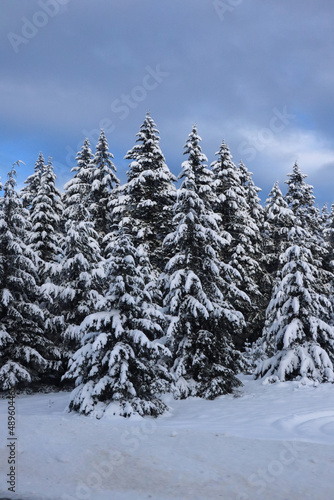 Winter Pines