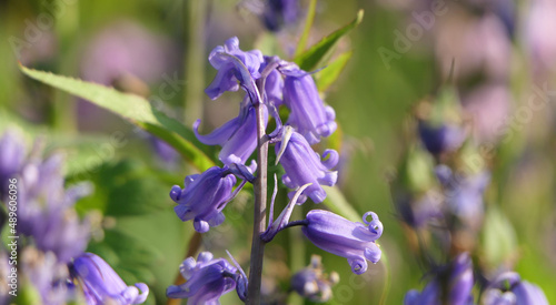 Beautiful of Bunch Bluebells Hyacinthoides growing in a garden in UK