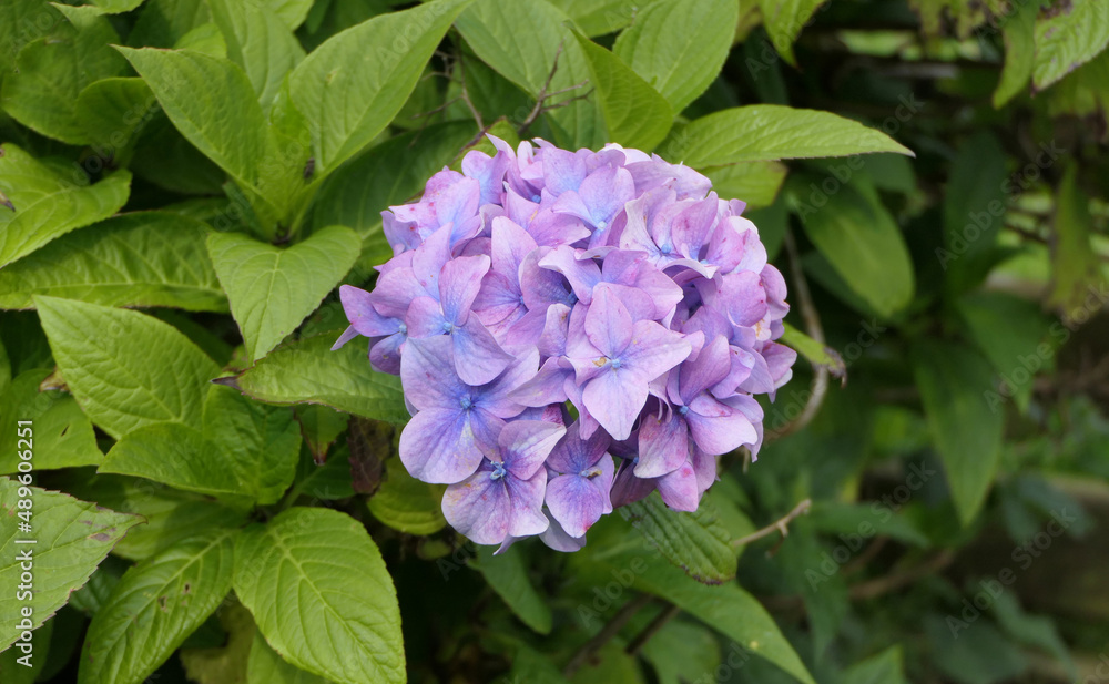 Beautiful Hydrangea bushes in bloom in a garden in UK Beautiful Hydrangea bushes in bloom in a garden in UK