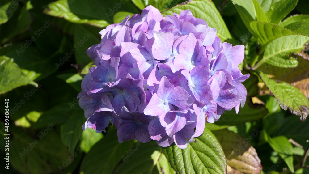 Beautiful Hydrangea bushes in bloom in a garden in UK Beautiful Hydrangea bushes in bloom in a garden in UK