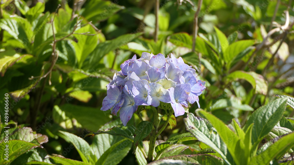 Beautiful Hydrangea bushes in bloom in a garden in UK Beautiful Hydrangea bushes in bloom in a garden in UK
