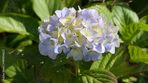 Hoverfly on a Hydrangea on a bush in a garden UK photo