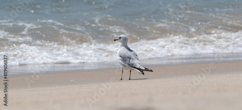 Seagull at the shore on sandy beach