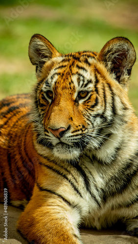 Fototapeta Naklejka Na Ścianę i Meble -  perfil del Tigre Bebé,  zoológico Guadalajara Jalisco México 