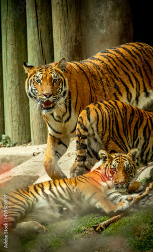 familia de tres Tigres, acostados descansando posando para fotografías zoológico Guadalajara jalisco México