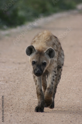 Closeup portrait of a Spotted Hyena (Crocuta crocuta) walking directly toward camera inside Etosha National Park, Namibia.