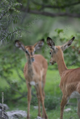 Mirror image of two young Springbok  Antidorcas marsupialis  standing side by side Etosha National Park  Namibia.