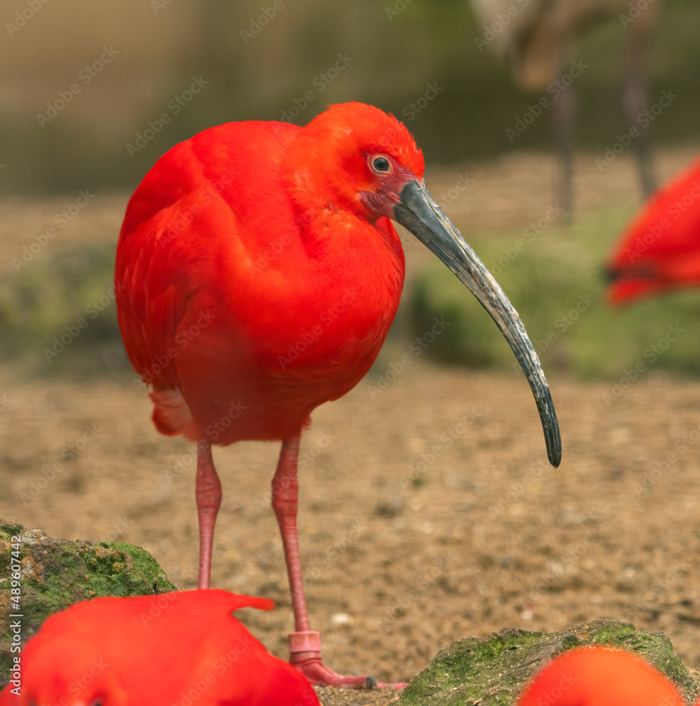 Fototapeta premium Scarlet ibis (Eudocimus ruber) portrait. Colorful tropical bird from South America and the Caribbean. 