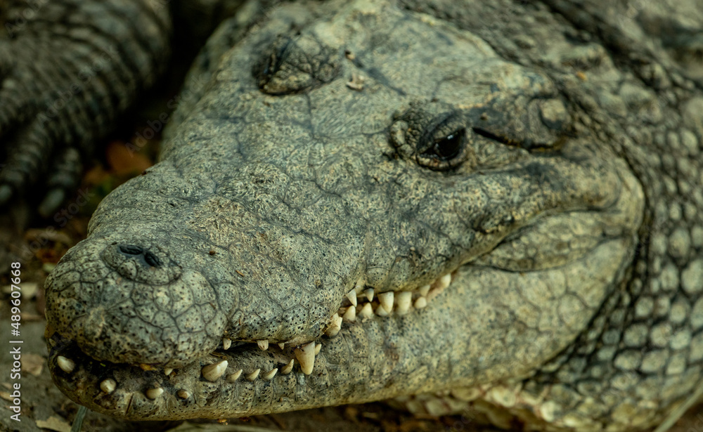 Dientes de Cocodrilo, reptiles zoológico de Guadalajara Jalisco Mexico Dientes de Cocodrilo, reptiles zoológico de Guadalajara Jalisco Mexico