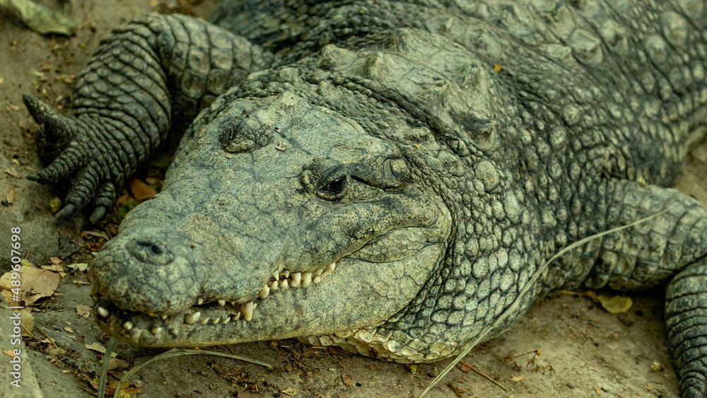 Fototapeta premium detalle Cocodrilos. zoológico Guadalajara jalisco México