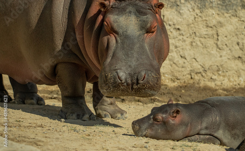 Hipopótamos familia mama y bebe  zoológico Guadalajara jalisco México