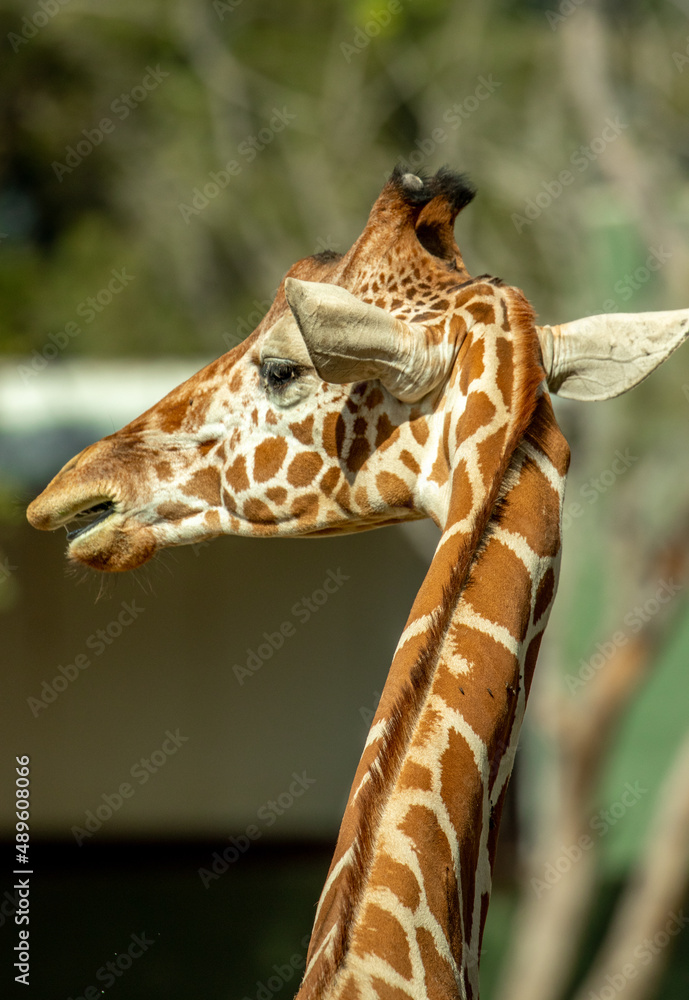 Jirafa de espaldas zoológico Guadalajara jalisco México Jirafa de espaldas zoológico Guadalajara jalisco México