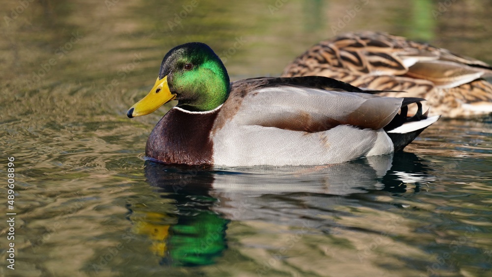 Fototapeta premium Millard