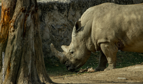 rinocerótido ( rinocerontes) afilando cuerno en la piedra zoológico Guadalajara jalisco México