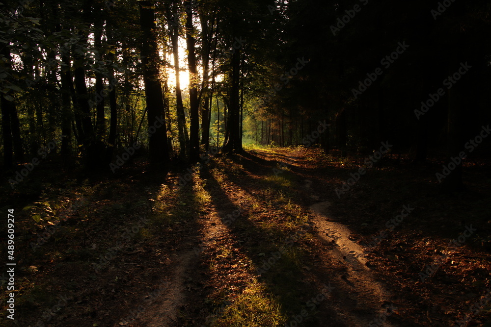 Obraz premium Last rays of sun in an autumn forest