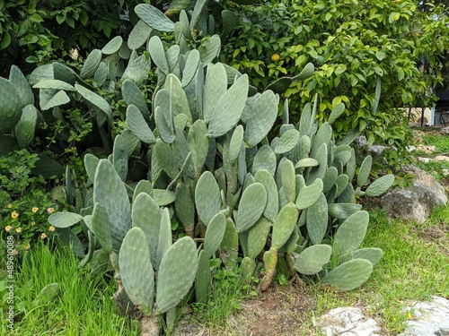 Opuntia ficus Indica or prickly pear cactus, Green flat rounded large and prickly leaves.