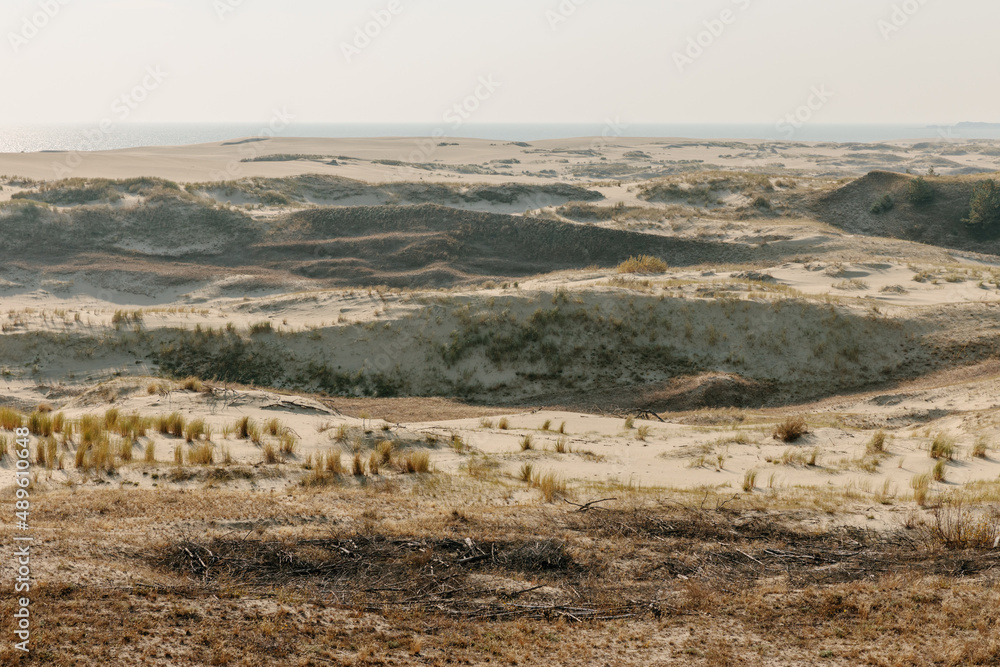 Panoramic view of the golden sand dunes of the Curonian Spit. The coastline of the Baltic Sea, forest belt, shrubs and grass on sand dunes.