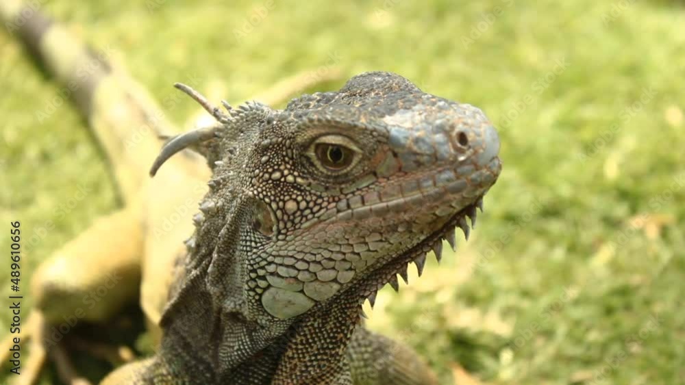 close up of iguana close up of iguana