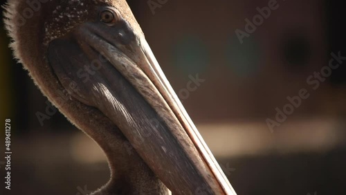 portrait of a pelican
