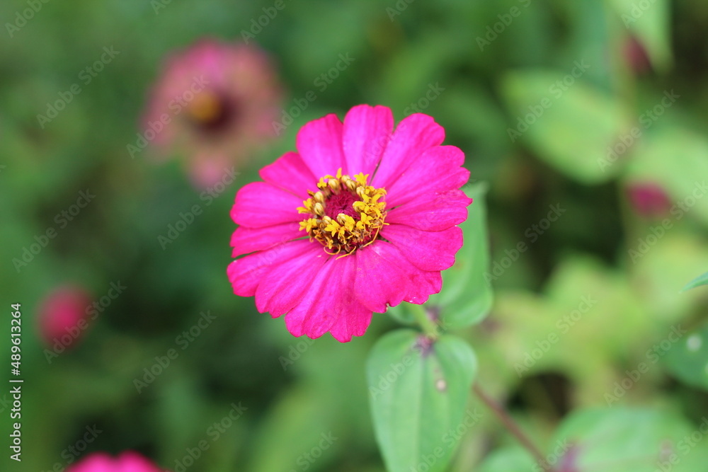 Fototapeta premium pink flowers growing in the garden
