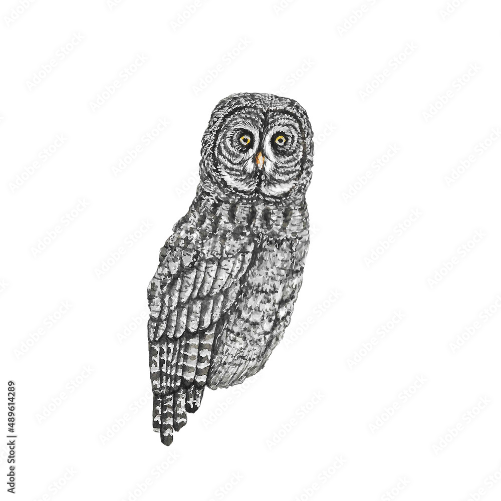 Obraz premium Animal Illustration: Great Grey Owl