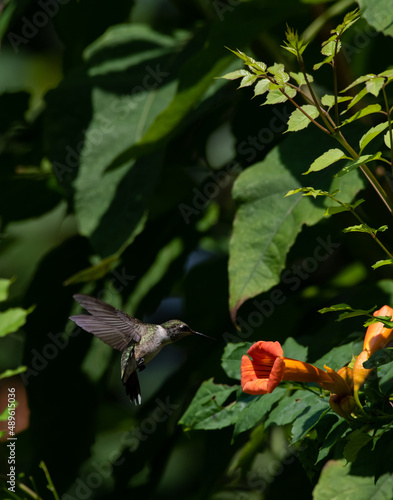 Hummingbird