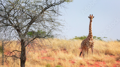 A giraffe stands near a tree in the Kalahari Desert, Namibia.