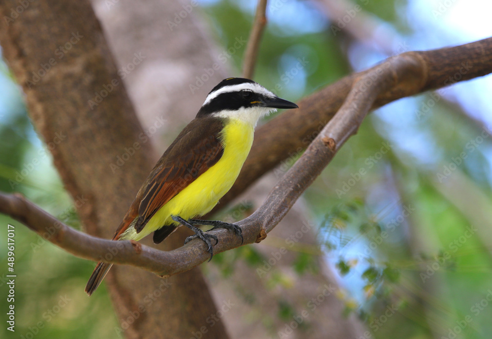 A Great Kiskadee (Pitangus sulphuratus) sitting in a tree, shot in Playa Del Carmen, Mexico. A Great Kiskadee (Pitangus sulphuratus) sitting in a tree, shot in Playa Del Carmen, Mexico.