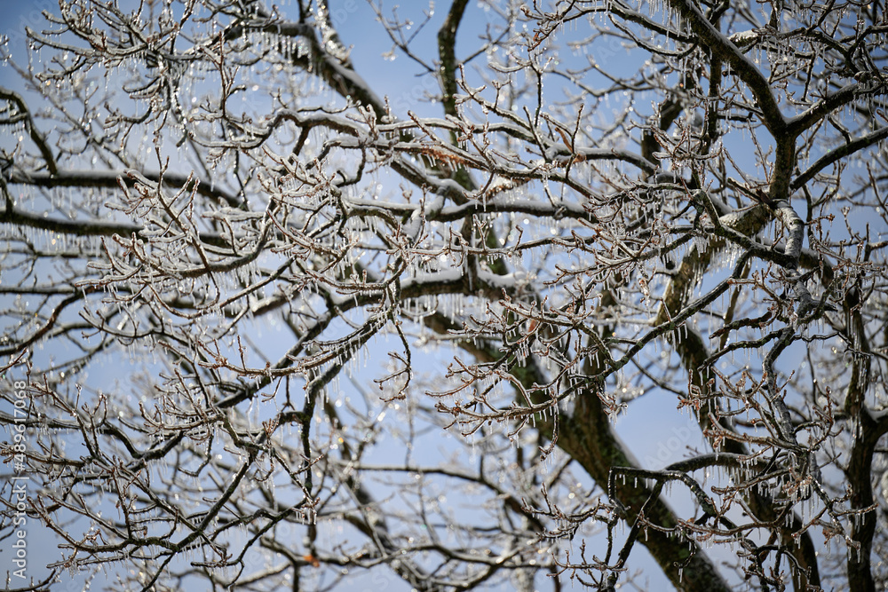 PITTSBURGH, PA, USA - FEBRUARY 5TH 2022: The frozen forest is covered in snow and the icicles shine in the sun after an ice rain hit Western Pennsylvania. It looks like a beautiful winter fairytale. PITTSBURGH, PA, USA - FEBRUARY 5TH 2022: The frozen forest is covered in snow and the icicles shine in the sun after an ice rain hit Western Pennsylvania. It looks like a beautiful winter fairytale.
