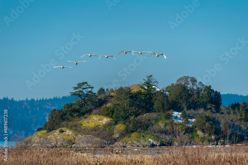 Trumpeter Swans in Flight Beginning Their Migration to Alaska. The Skagit Valley supports the largest concentration of wintering Trumpeter Swans in North America. Seen here in the Skagit Valley, WA.