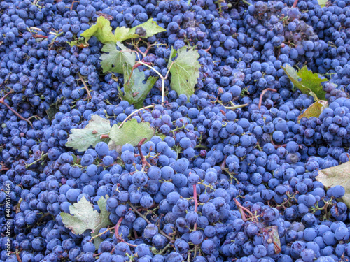 Bunches of Colorful Grapes Harvested for Wine