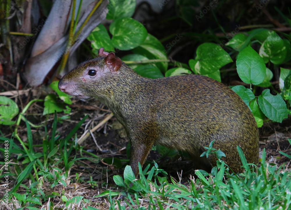A Central American Agouti (Dasyprocta punctata) feeding, shot near Playa Del Carmen, Mexico. A Central American Agouti (Dasyprocta punctata) feeding, shot near Playa Del Carmen, Mexico.