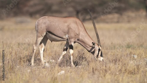 East African Oryx - Oryx beisa also Beisa, antelope from East Africa, found in steppe and semidesert throughout the Horn of Africa, two coloured, horned antelope, herd of oryxes watching. photo
