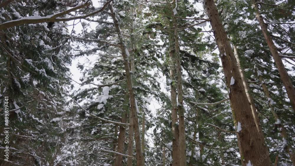 Freshly Fallen Snow on Pine Trees, Nagano Japan